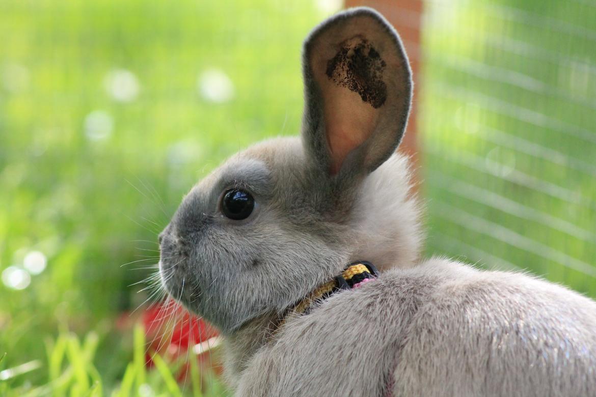 Kanin Sommerly's Jellyfish Cloud billede 22