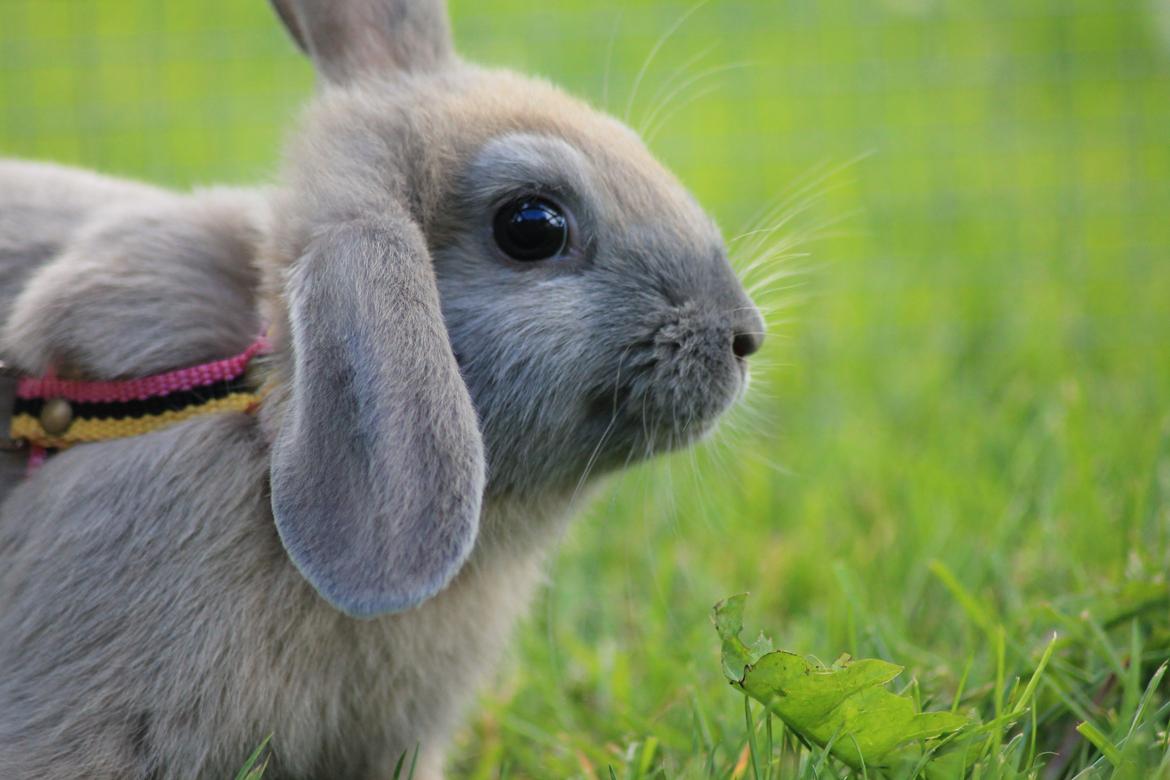 Kanin Sommerly's Jellyfish Cloud billede 23