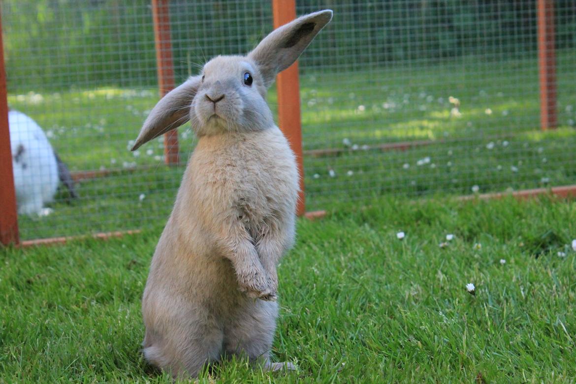 Kanin Sommerly's Jellyfish Cloud billede 10