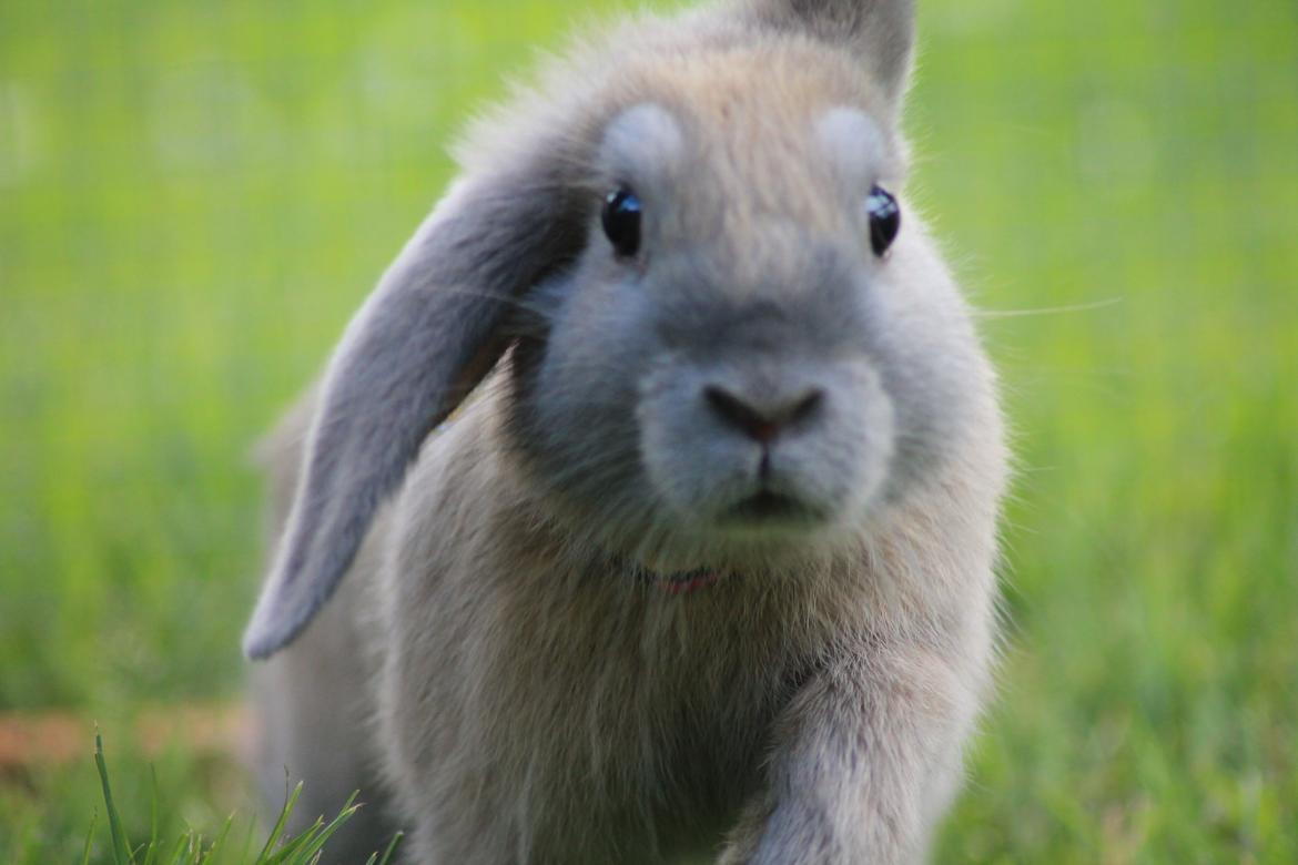 Kanin Sommerly's Jellyfish Cloud billede 24