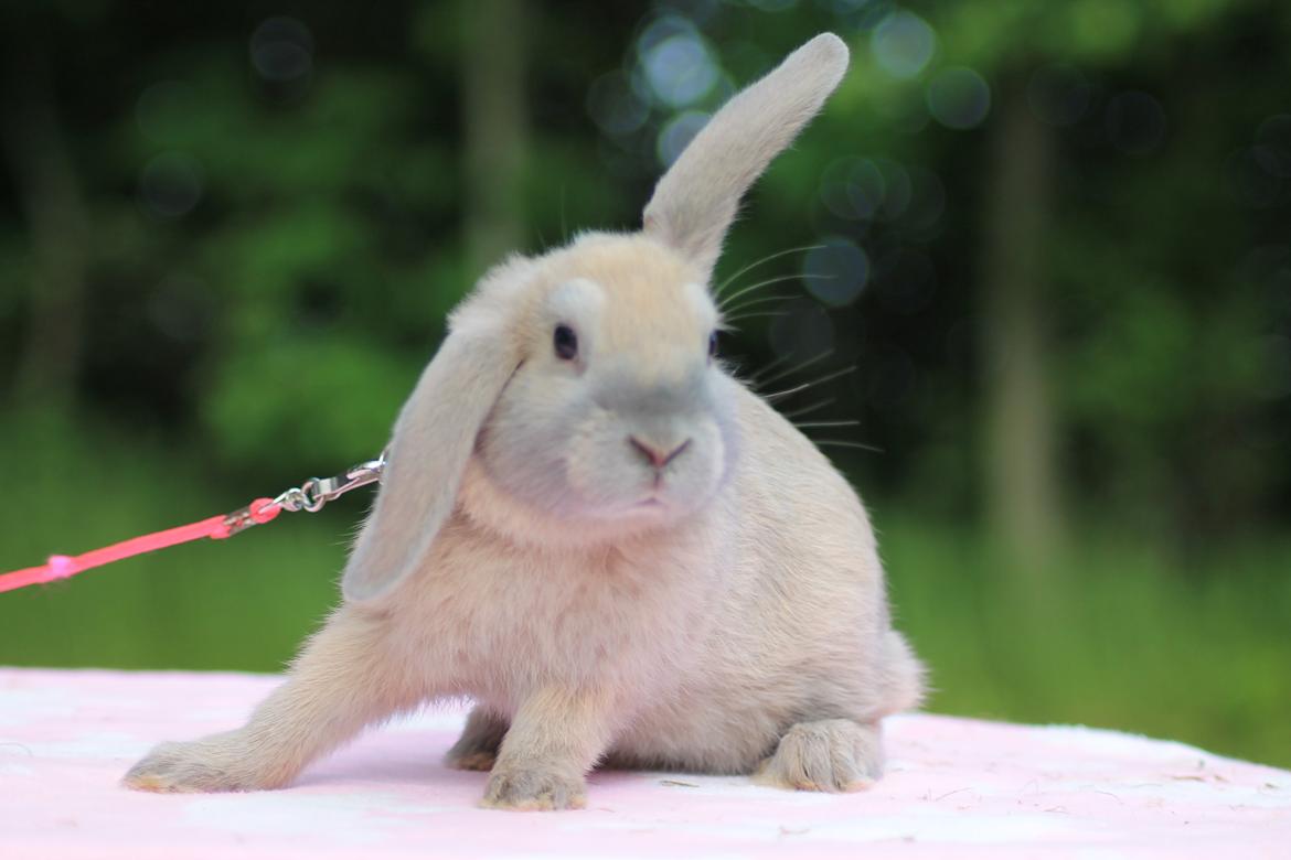 Kanin Sommerly's Jellyfish Cloud billede 1
