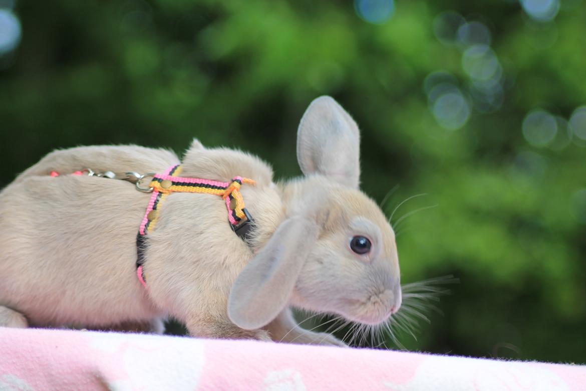 Kanin Sommerly's Jellyfish Cloud billede 26