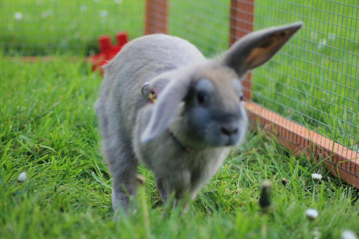 Kanin Sommerly's Jellyfish Cloud billede 25