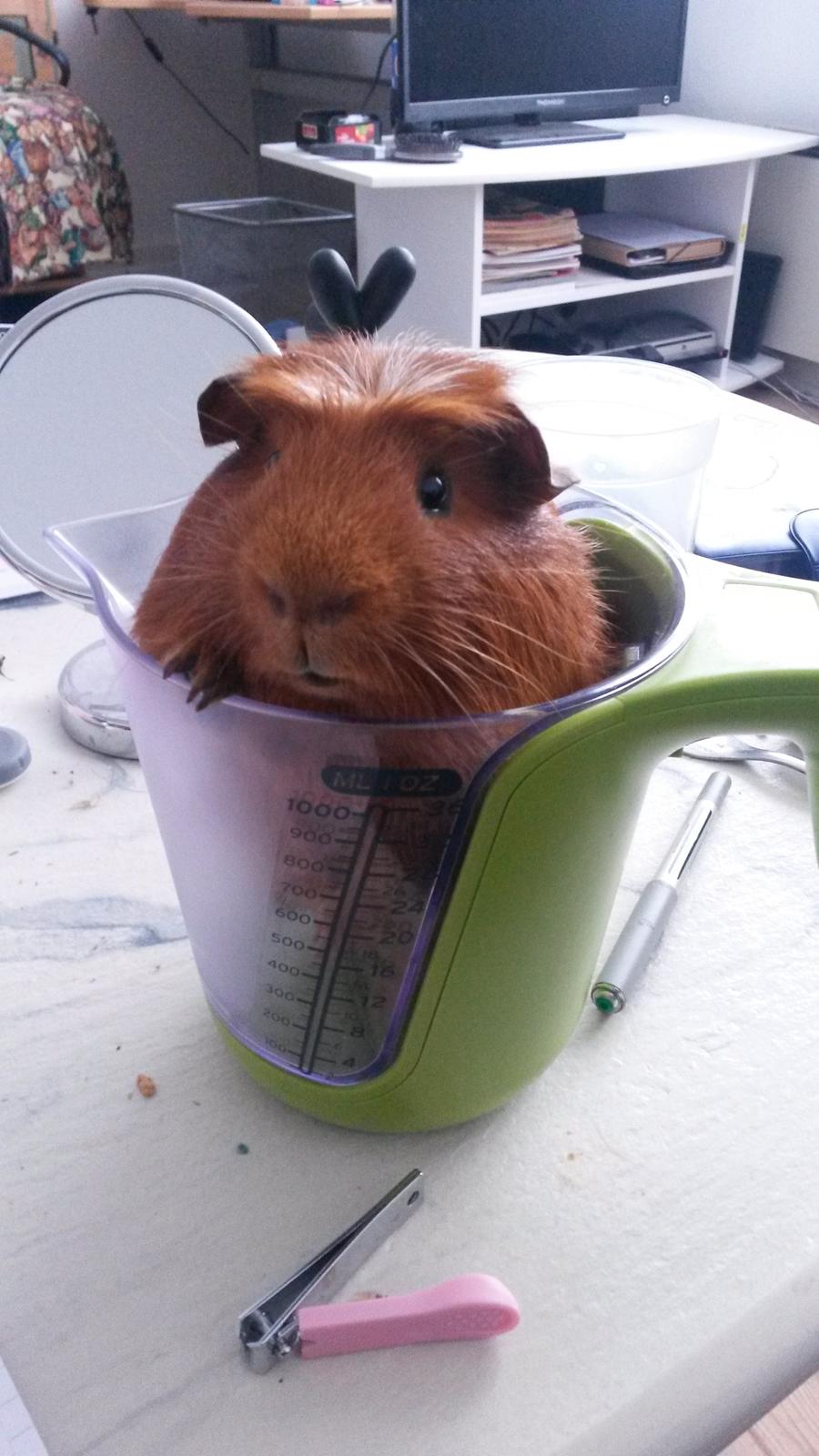 Marsvin Caro DingleHopper billede 7