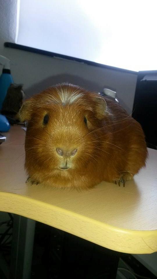 Marsvin Caro DingleHopper billede 9