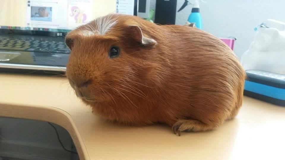 Marsvin Caro DingleHopper billede 3