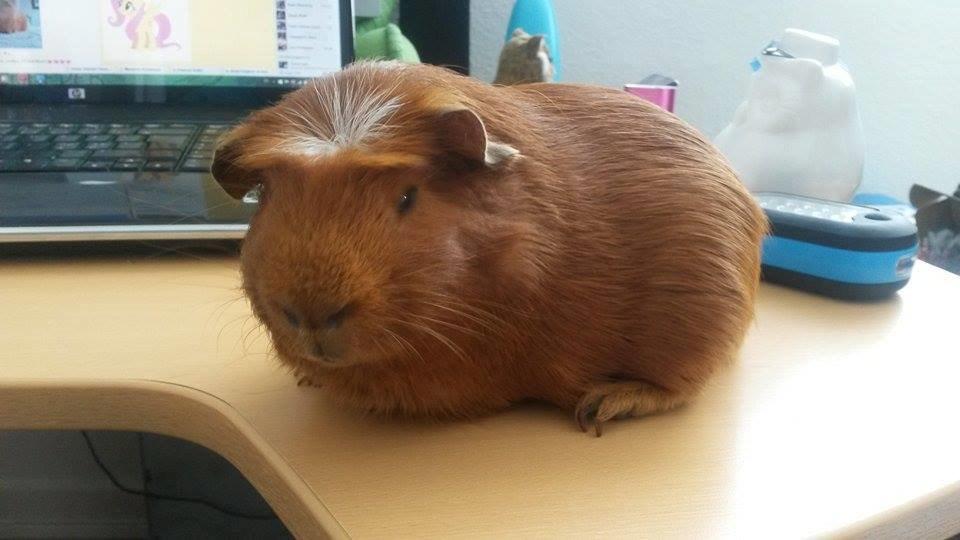 Marsvin Caro DingleHopper billede 10