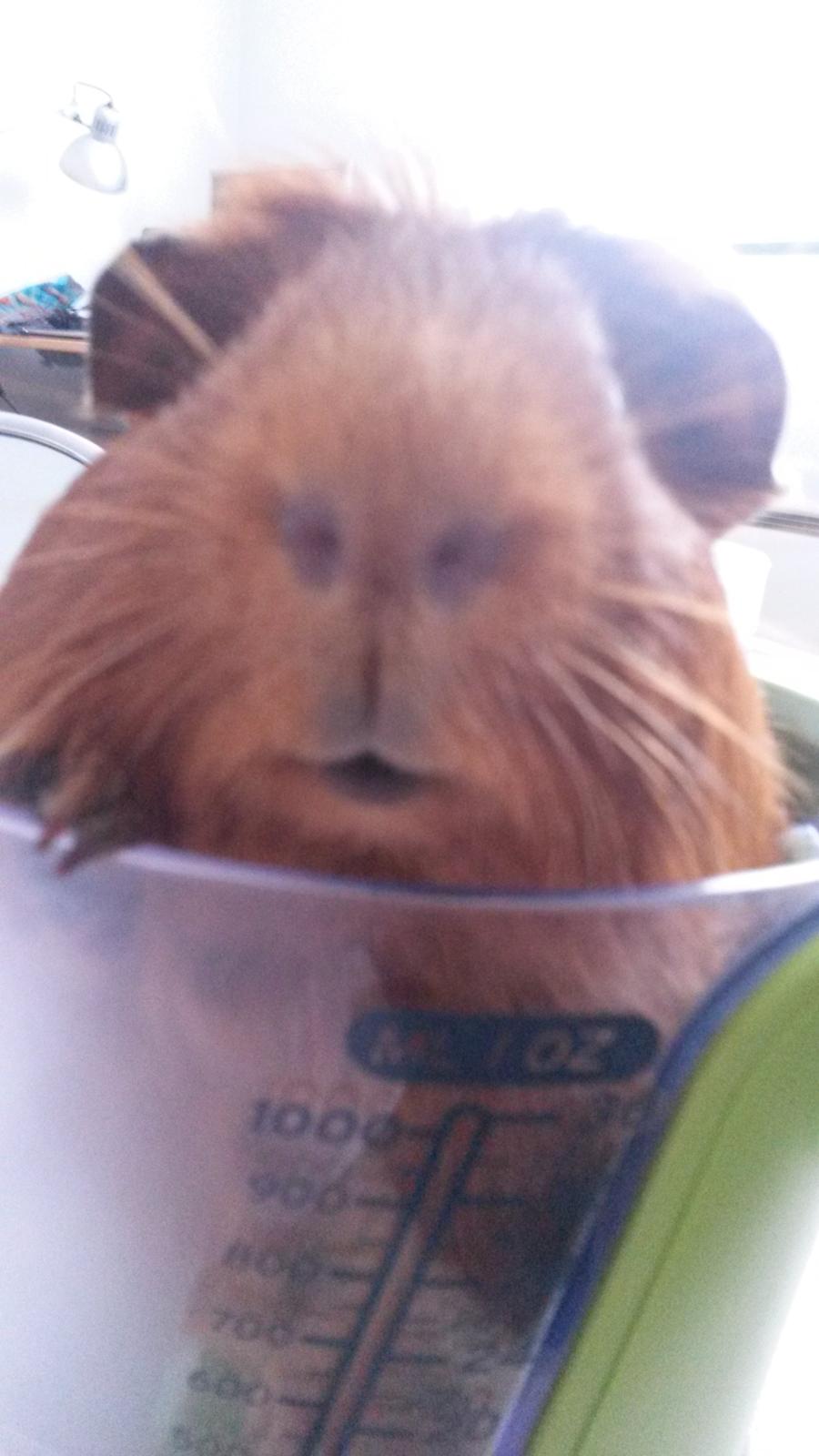 Marsvin Caro DingleHopper billede 6