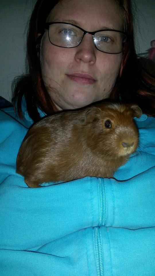 Marsvin Caro DingleHopper billede 4