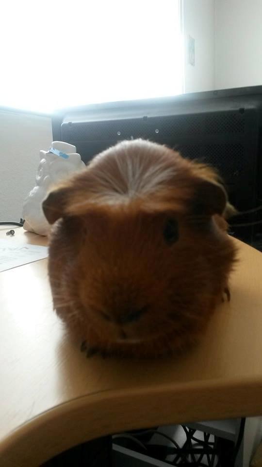 Marsvin Caro DingleHopper billede 5