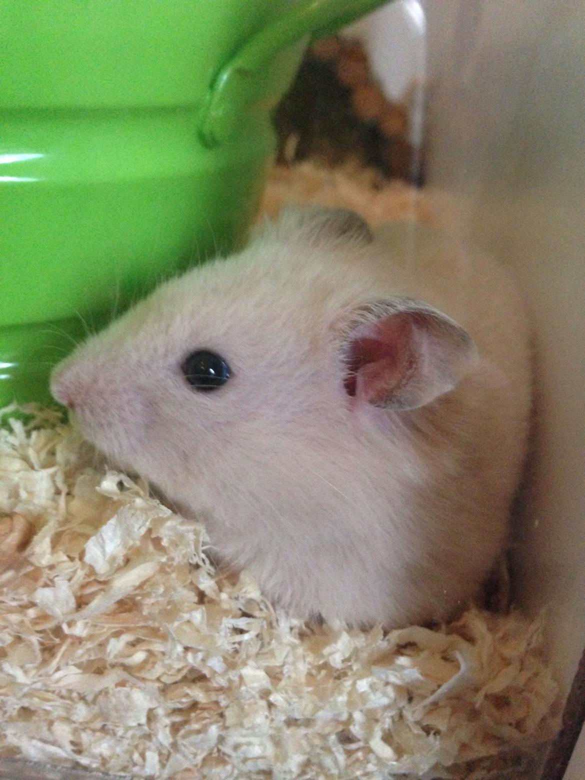 Hamster Pudding billede 11