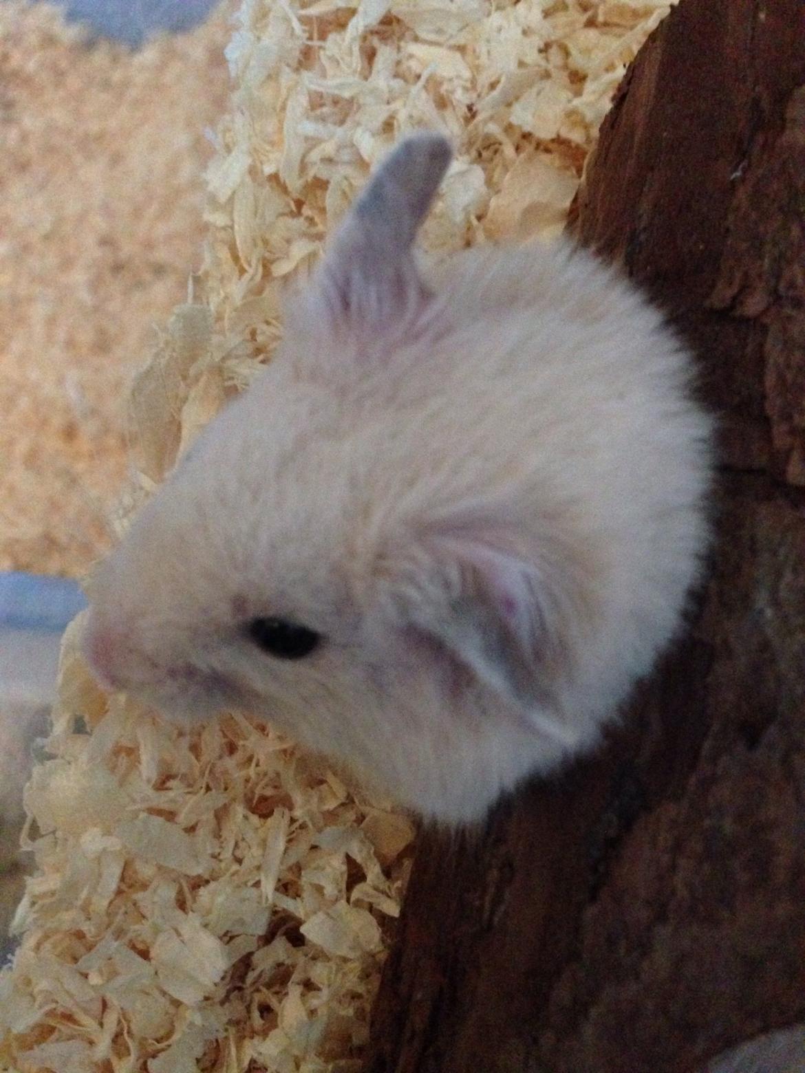 Hamster Pudding billede 13