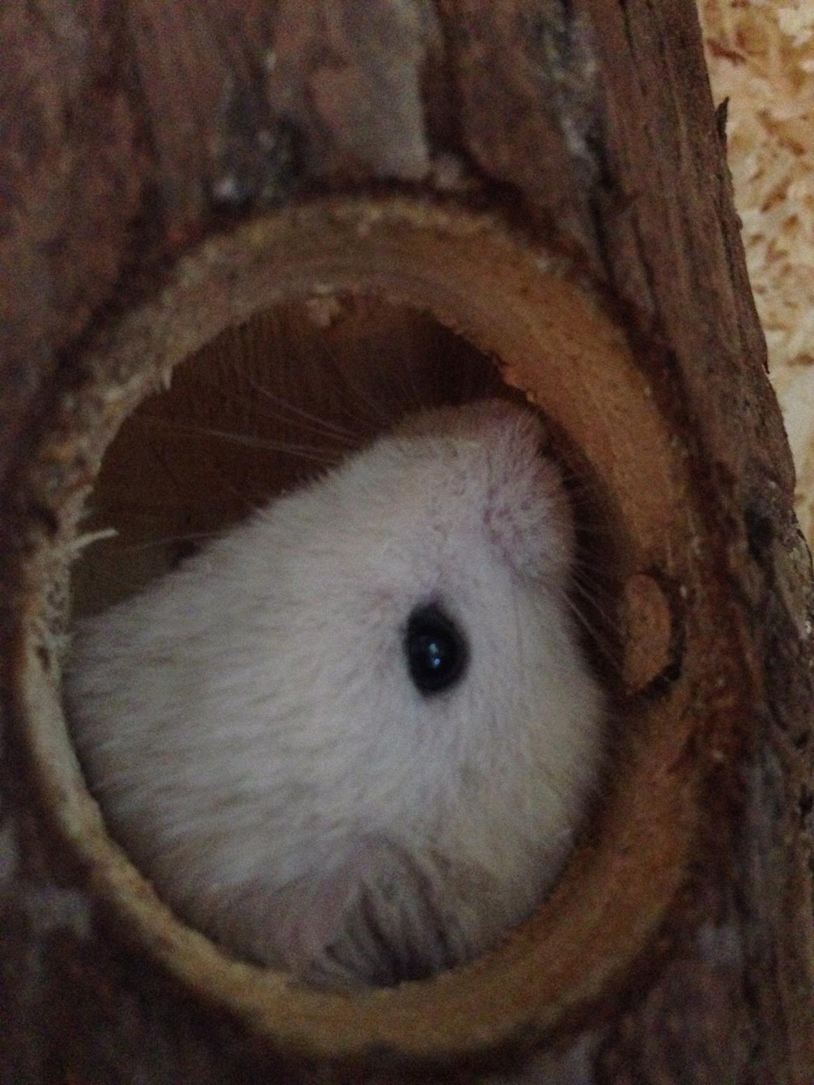 Hamster Pudding billede 12