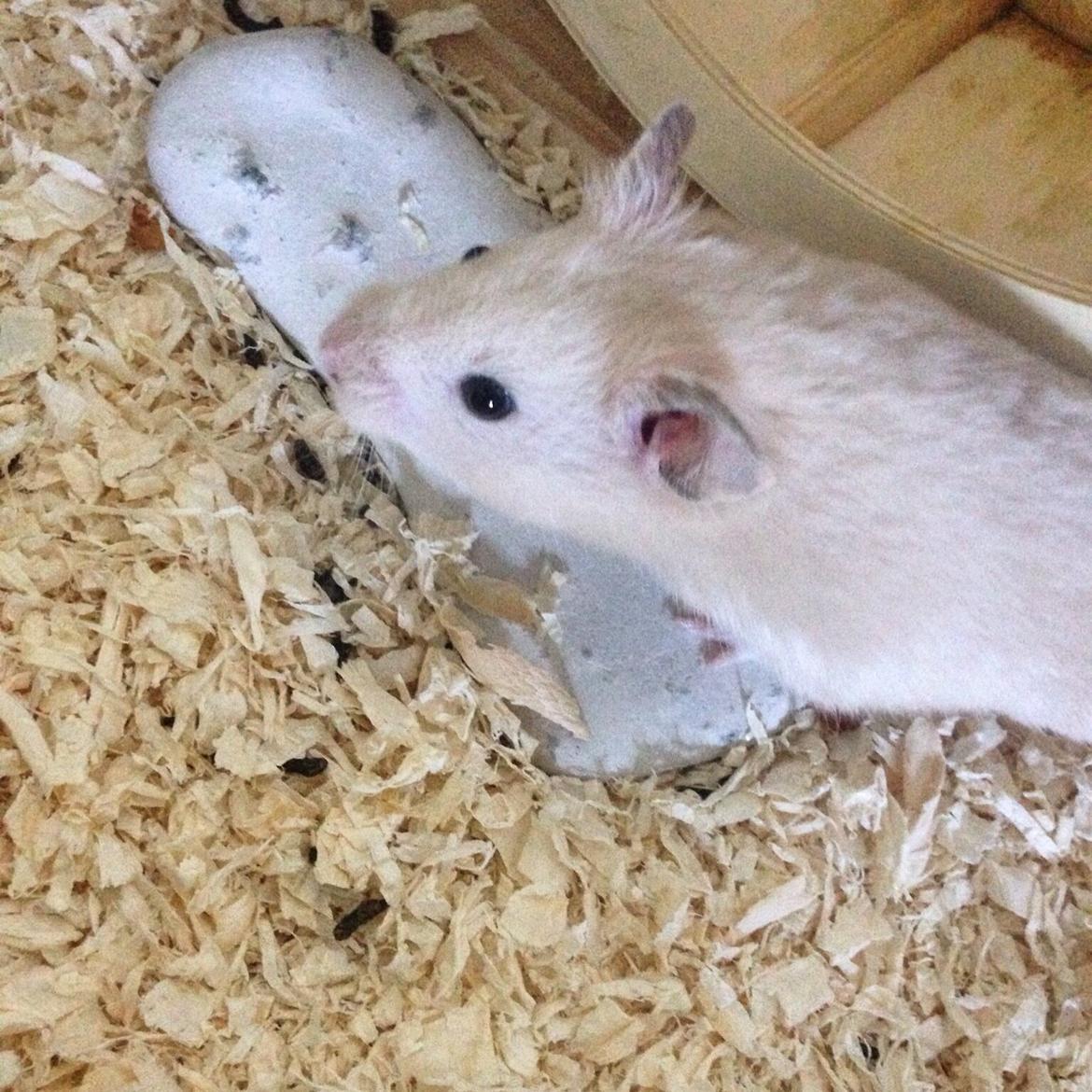 Hamster Pudding billede 16