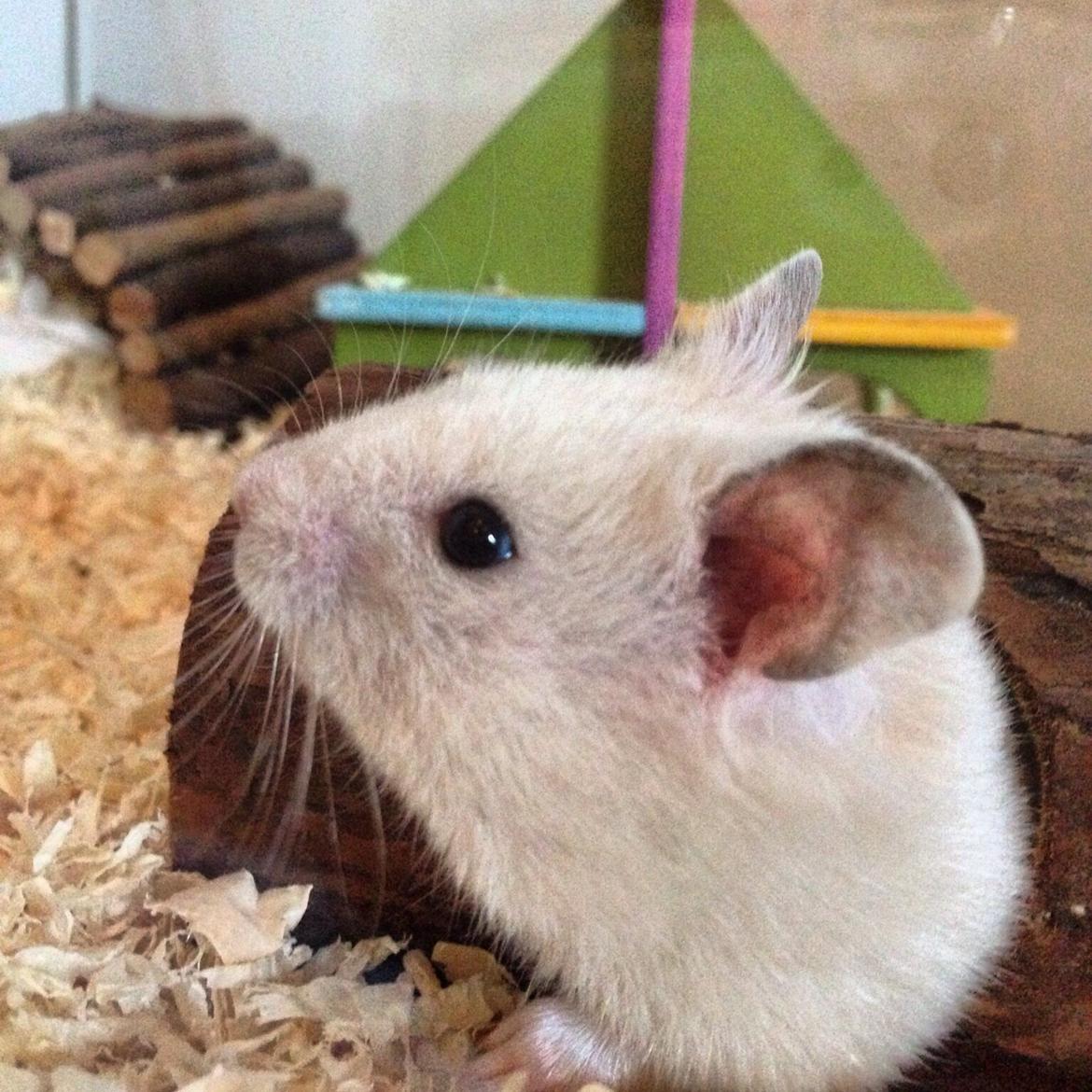 Hamster Pudding billede 14