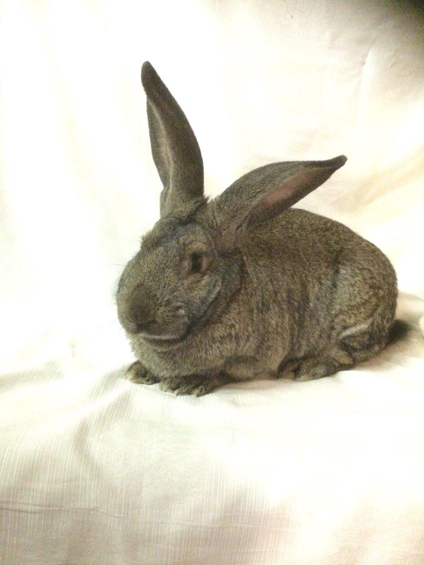 Kanin Stald Jordbro's Filur billede 1