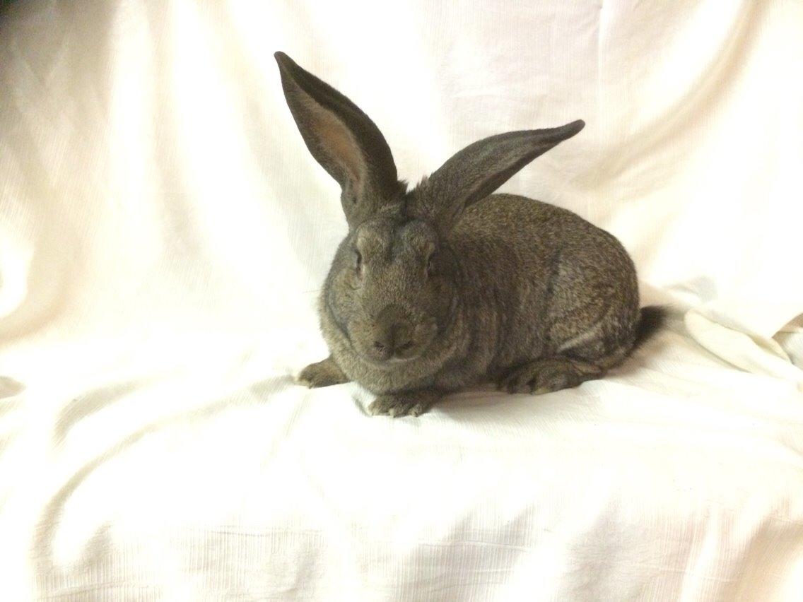 Kanin Stald Jordbro's Filur billede 2