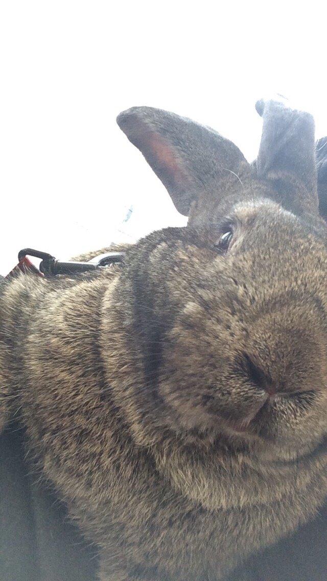 Kanin Stald Jordbro's Filur billede 4