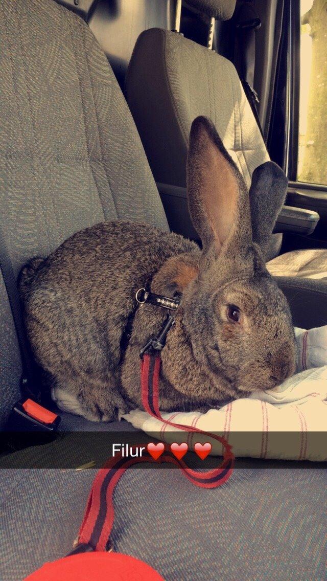 Kanin Stald Jordbro's Filur billede 3