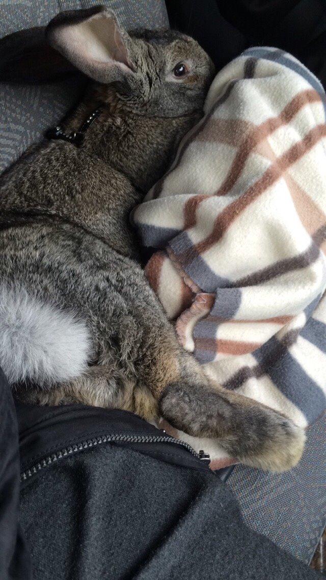 Kanin Stald Jordbro's Filur billede 5