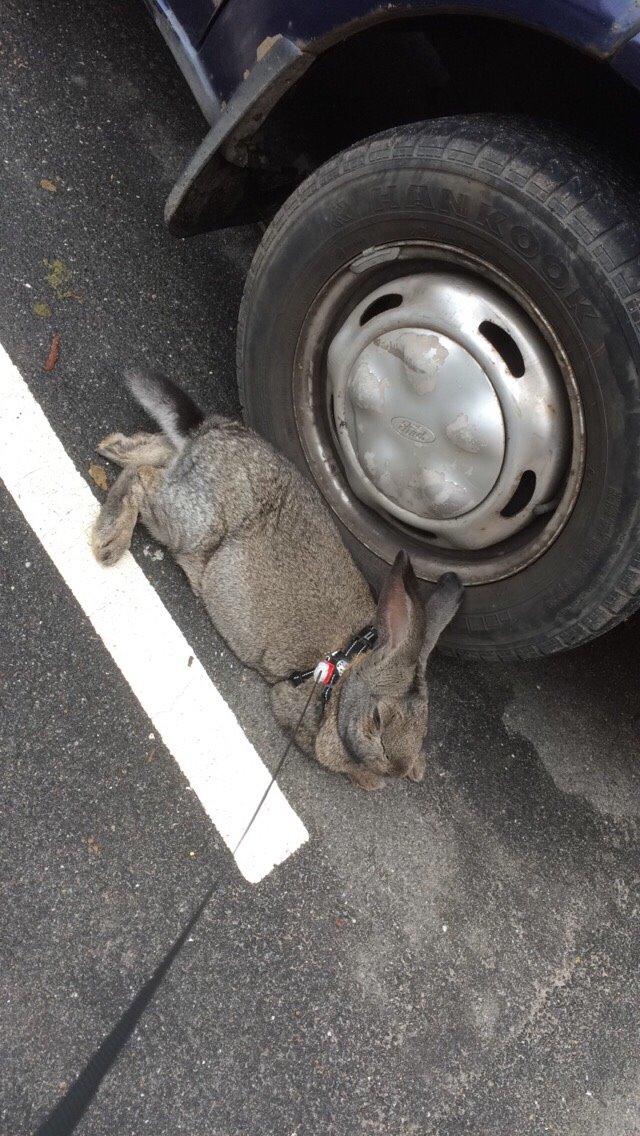 Kanin Stald Jordbro's Filur billede 6