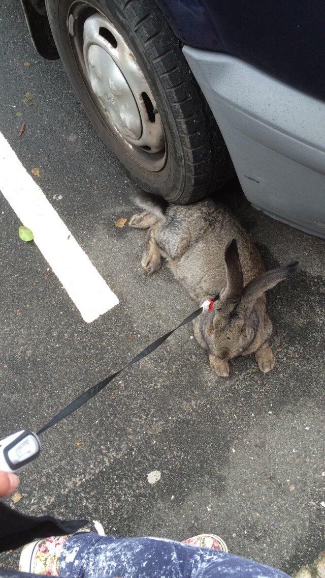 Kanin Stald Jordbro's Filur billede 7