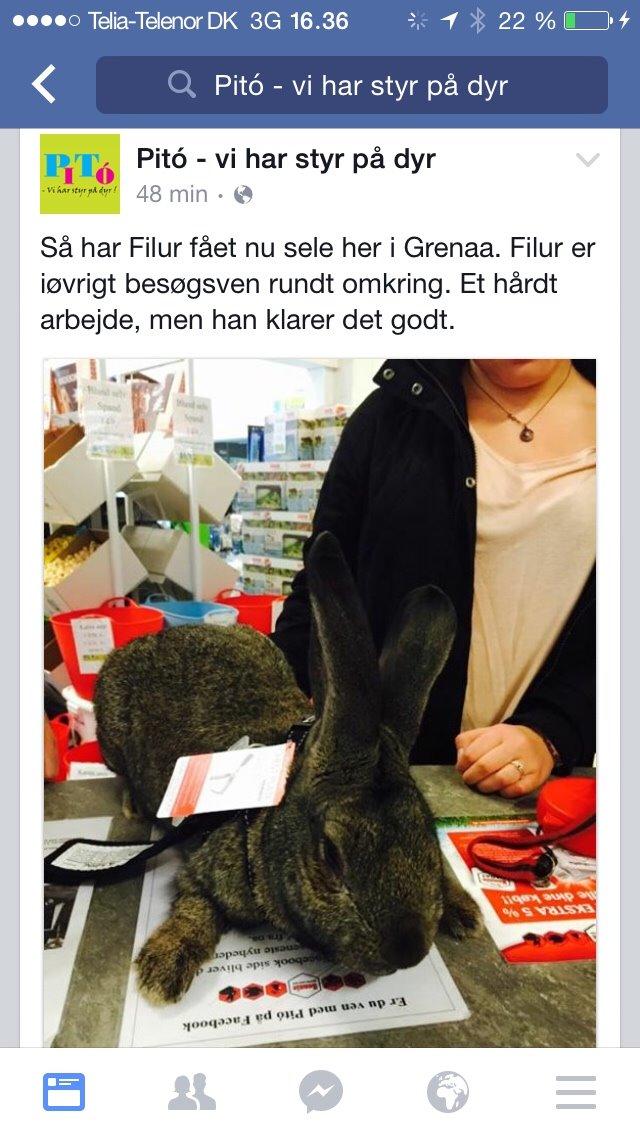 Kanin Stald Jordbro's Filur billede 8