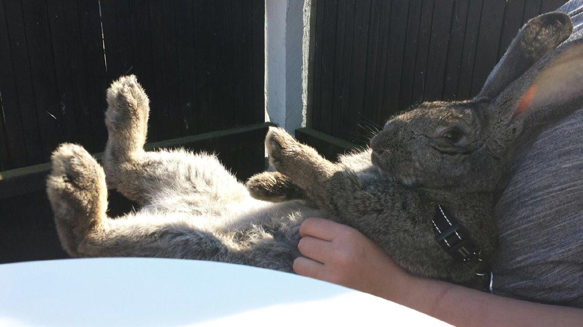 Kanin Stald Jordbro's Filur billede 10