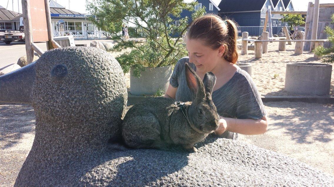 Kanin Stald Jordbro's Filur billede 12