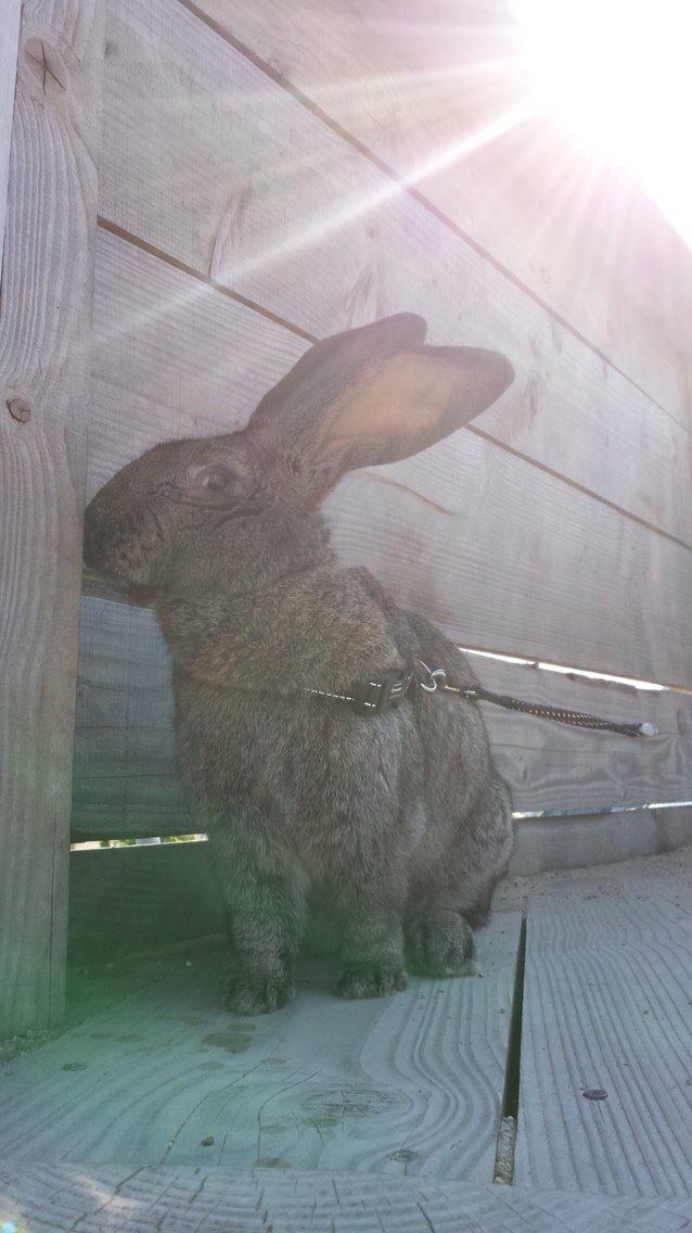 Kanin Stald Jordbro's Filur billede 14