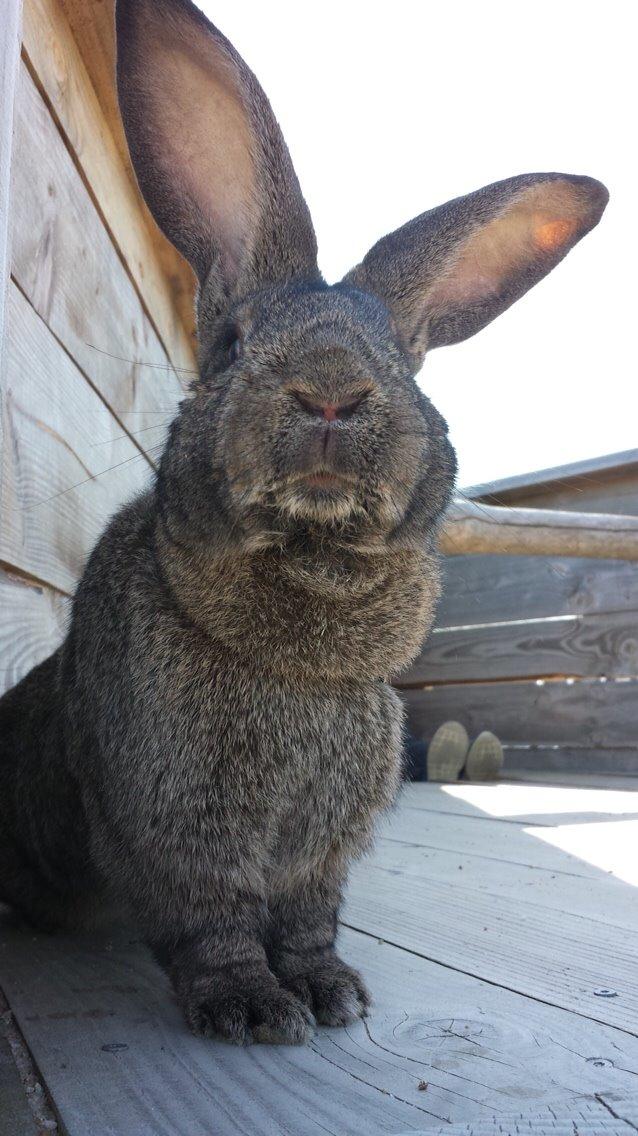 Kanin Stald Jordbro's Filur billede 15