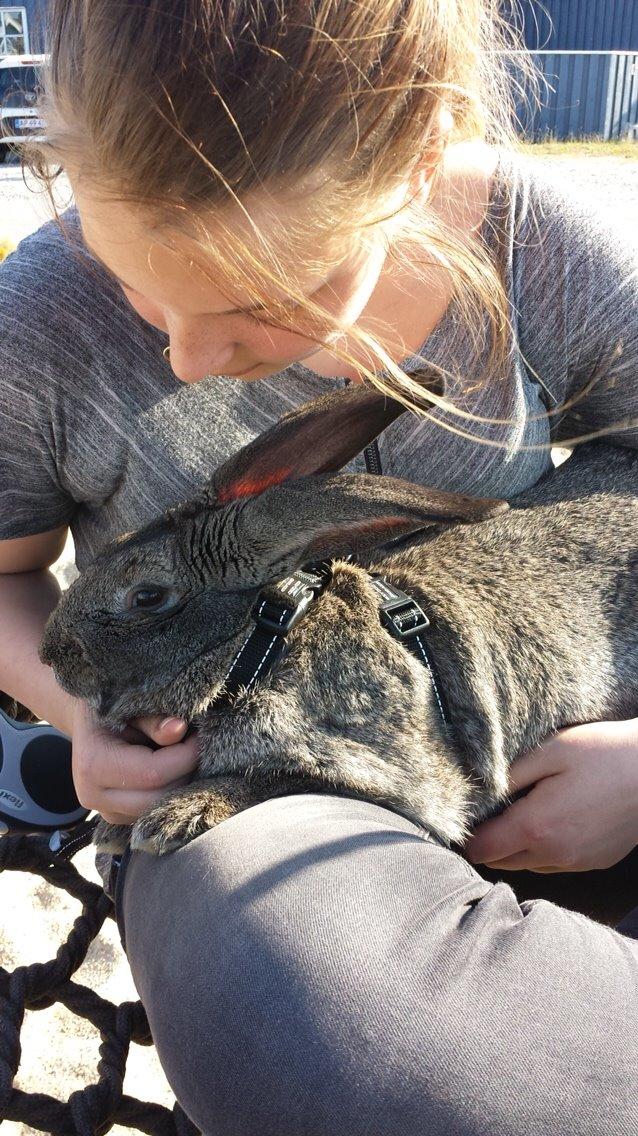 Kanin Stald Jordbro's Filur billede 16