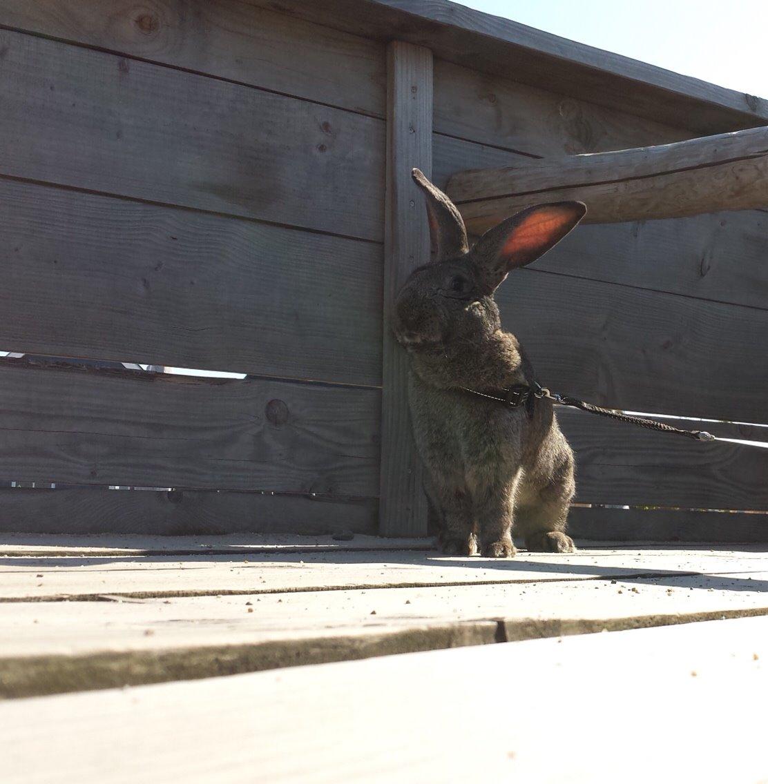Kanin Stald Jordbro's Filur billede 18