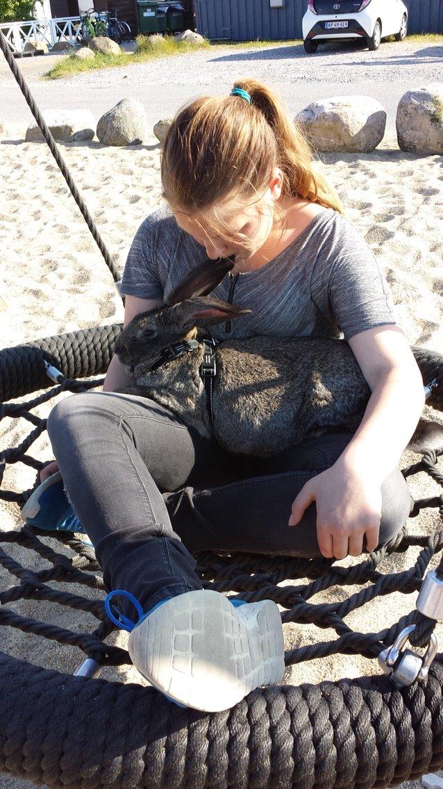 Kanin Stald Jordbro's Filur billede 17