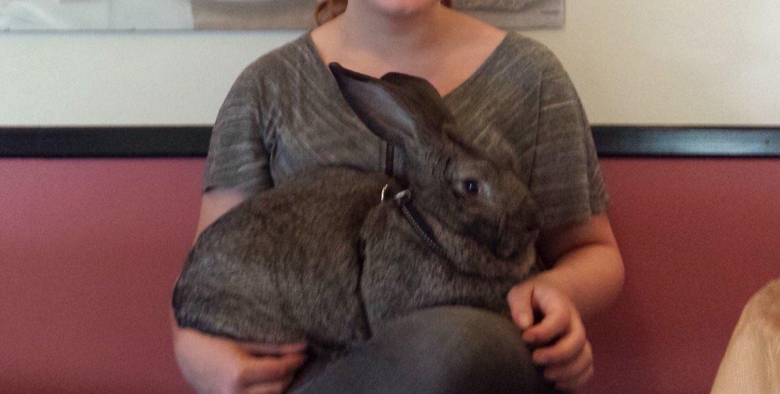 Kanin Stald Jordbro's Filur billede 20