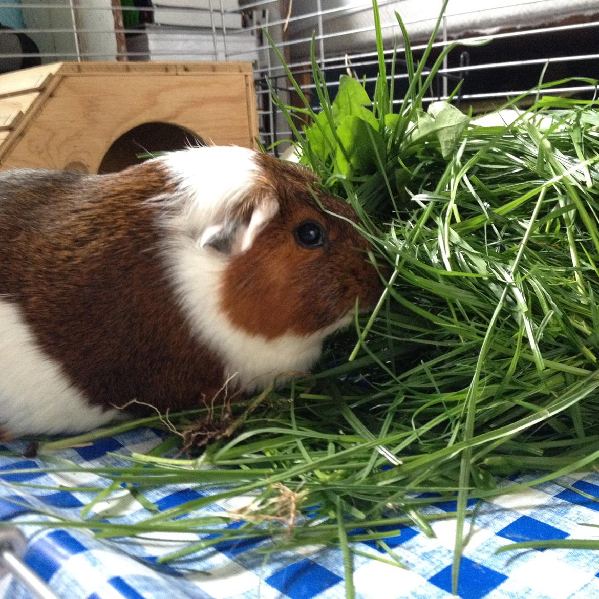 Marsvin Mynte billede 2