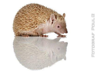 Pindsvin Millan (Tenrec) billede 1