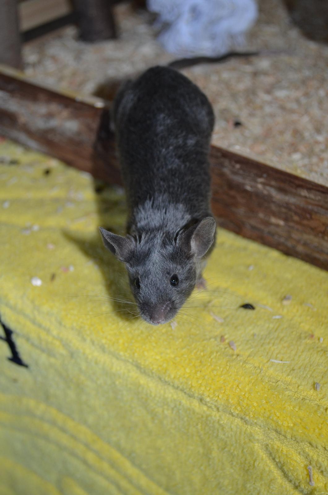 Mus Vejlmus' Pippin billede 27