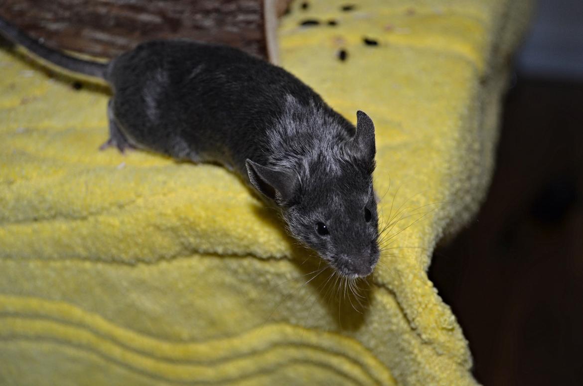 Mus Vejlmus' Pippin billede 14