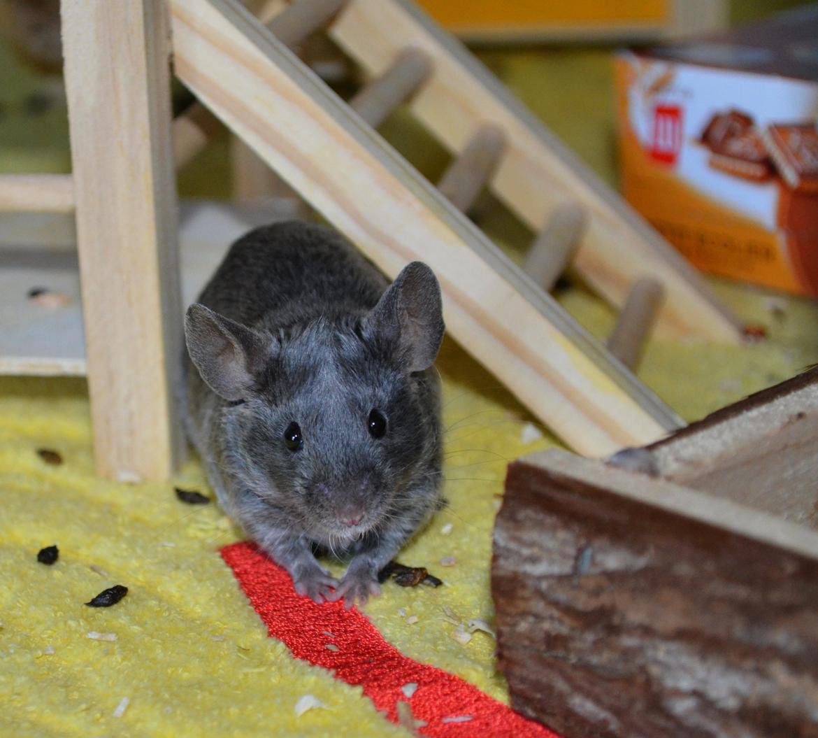 Mus Vejlmus' Pippin billede 29