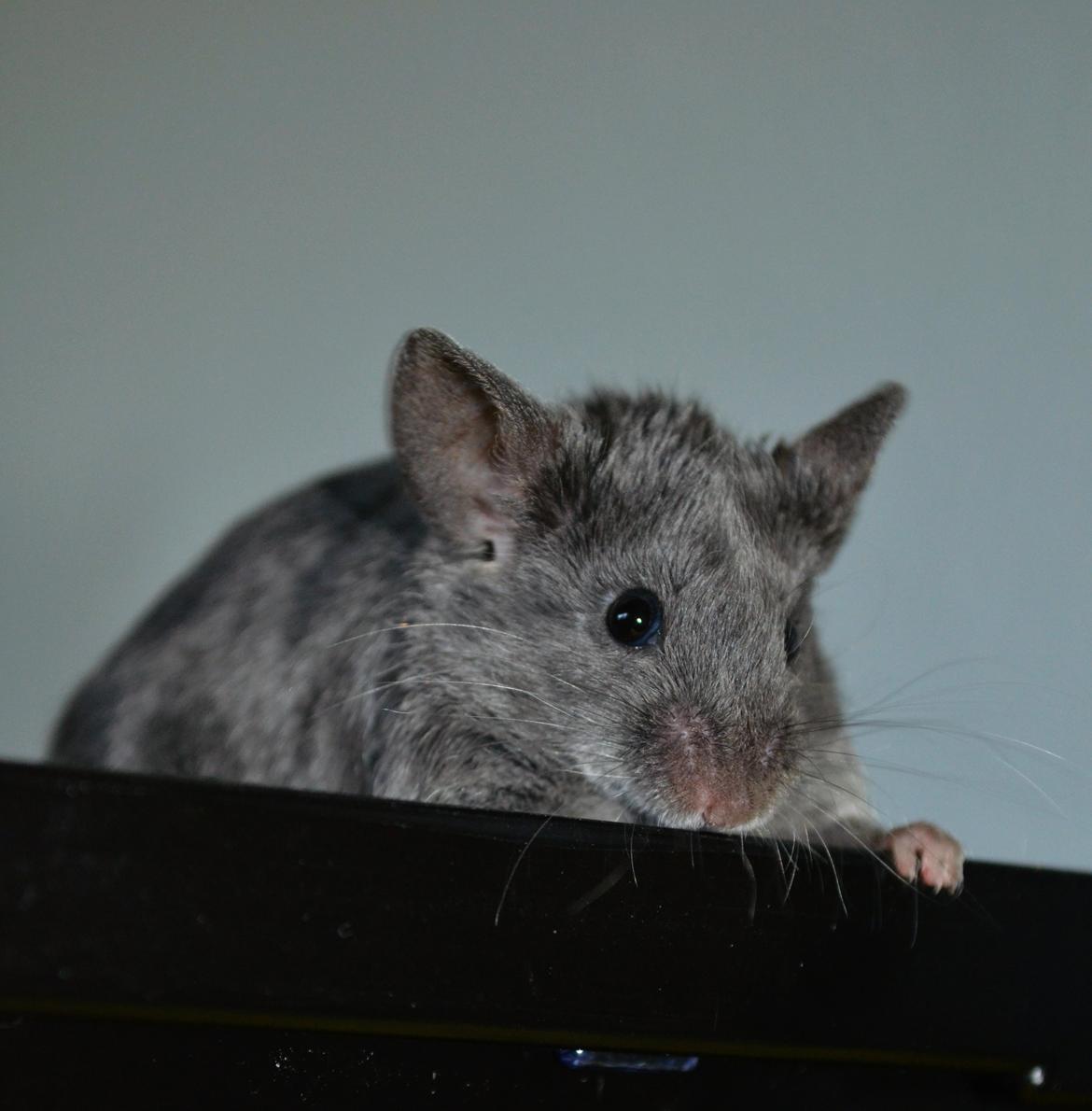 Mus Vejlmus' Pippin billede 17