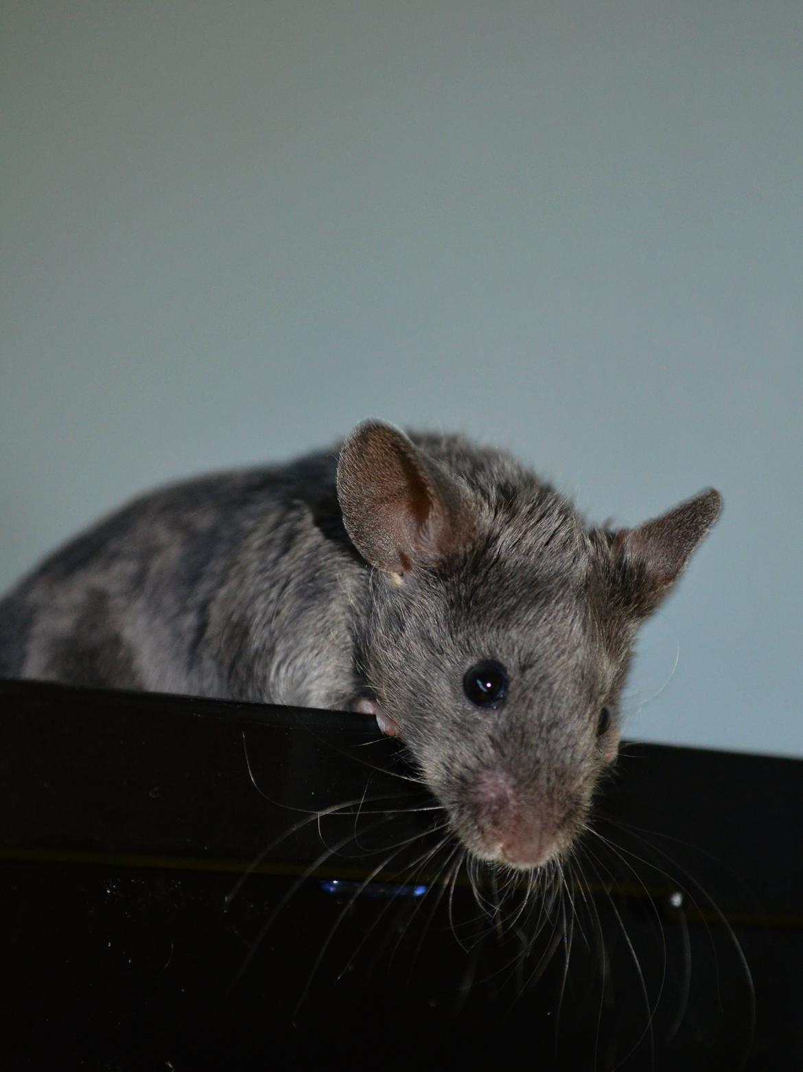 Mus Vejlmus' Pippin billede 4