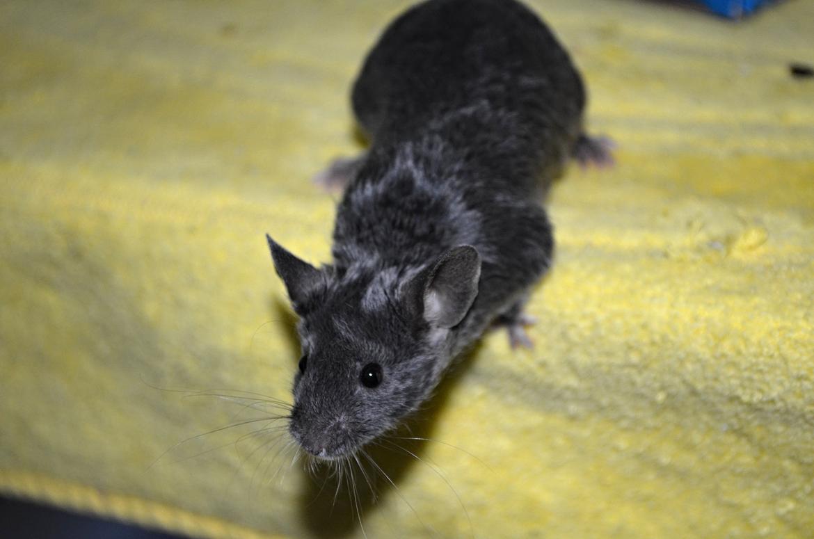 Mus Vejlmus' Pippin billede 11