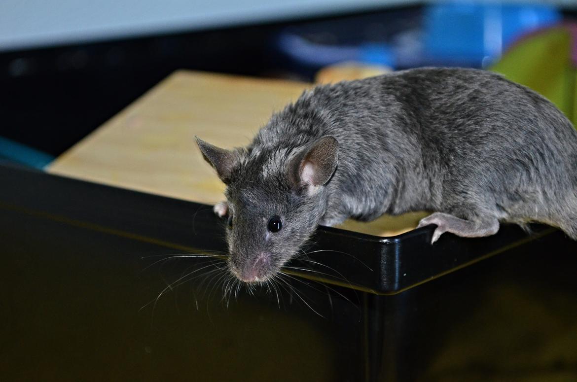 Mus Vejlmus' Pippin billede 21