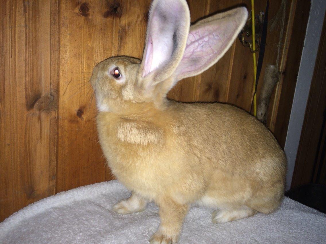 Kanin Stald Jordbro's Wilma Flidendstone billede 1
