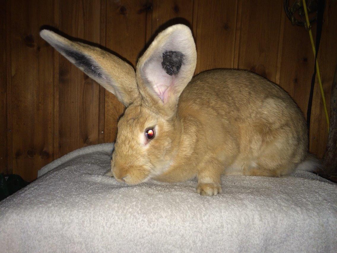 Kanin Stald Jordbro's Wilma Flidendstone billede 2