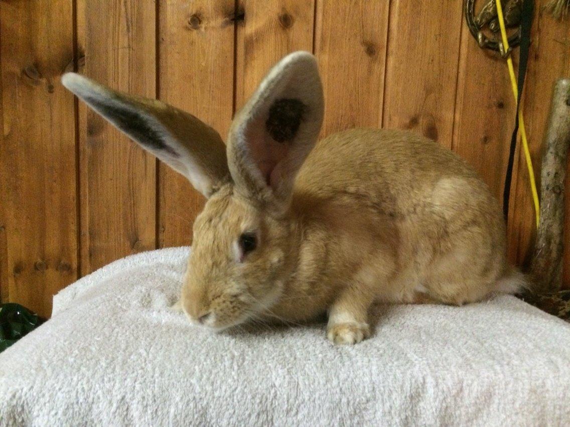 Kanin Stald Jordbro's Wilma Flidendstone billede 3