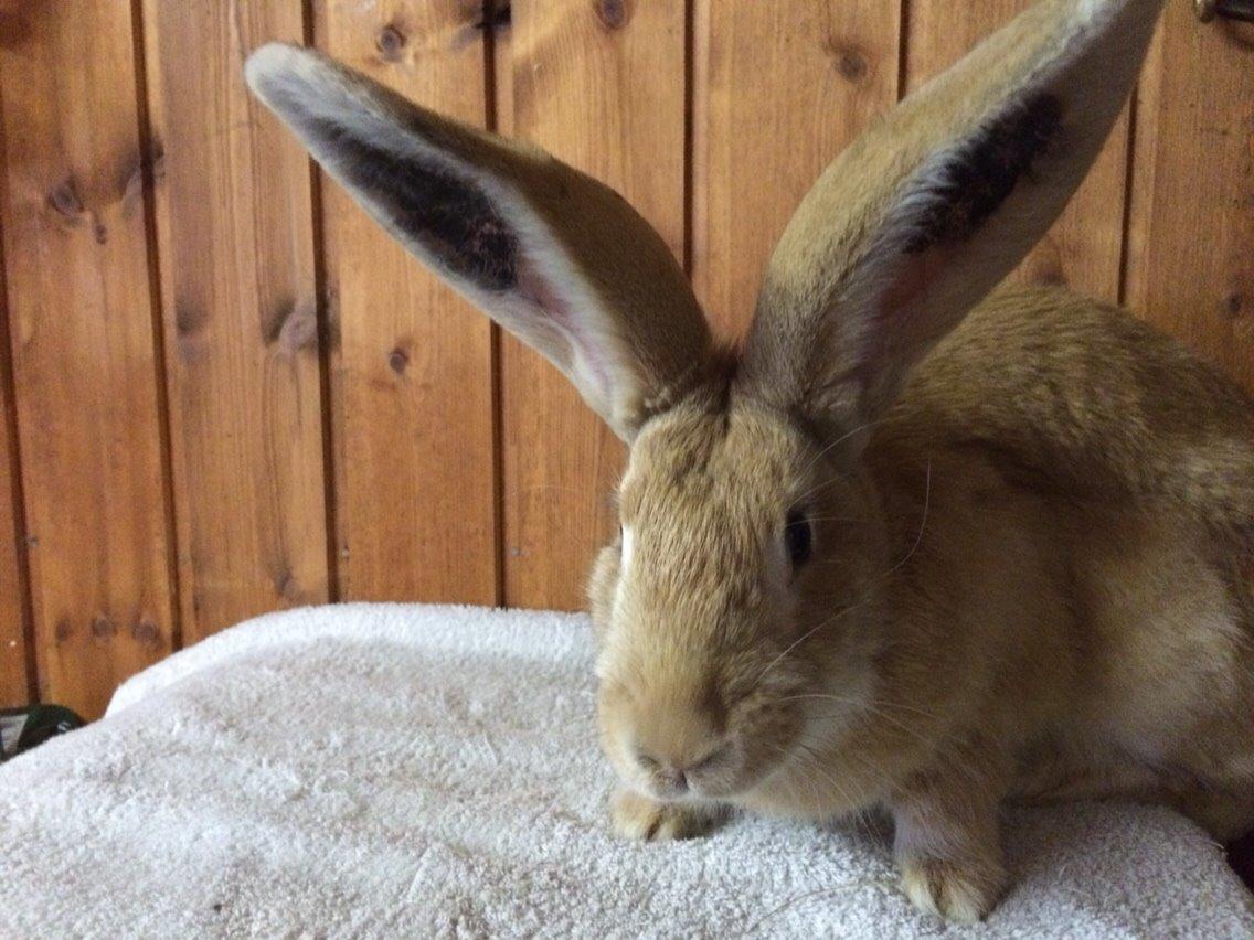 Kanin Stald Jordbro's Wilma Flidendstone billede 4