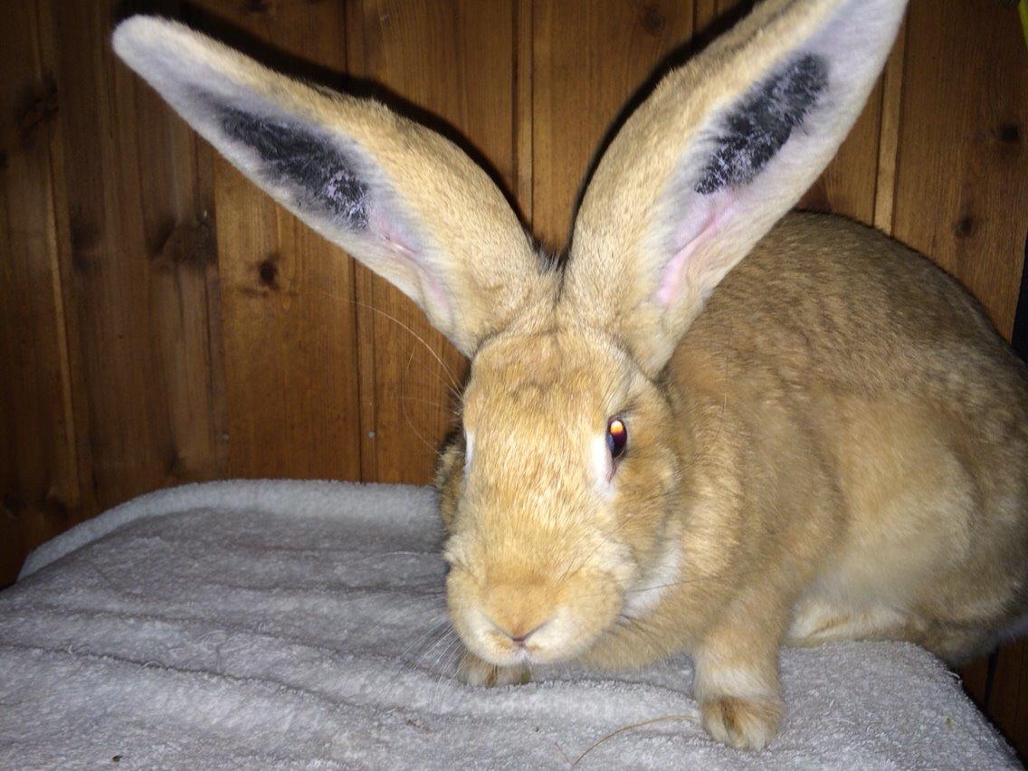 Kanin Stald Jordbro's Wilma Flidendstone billede 5