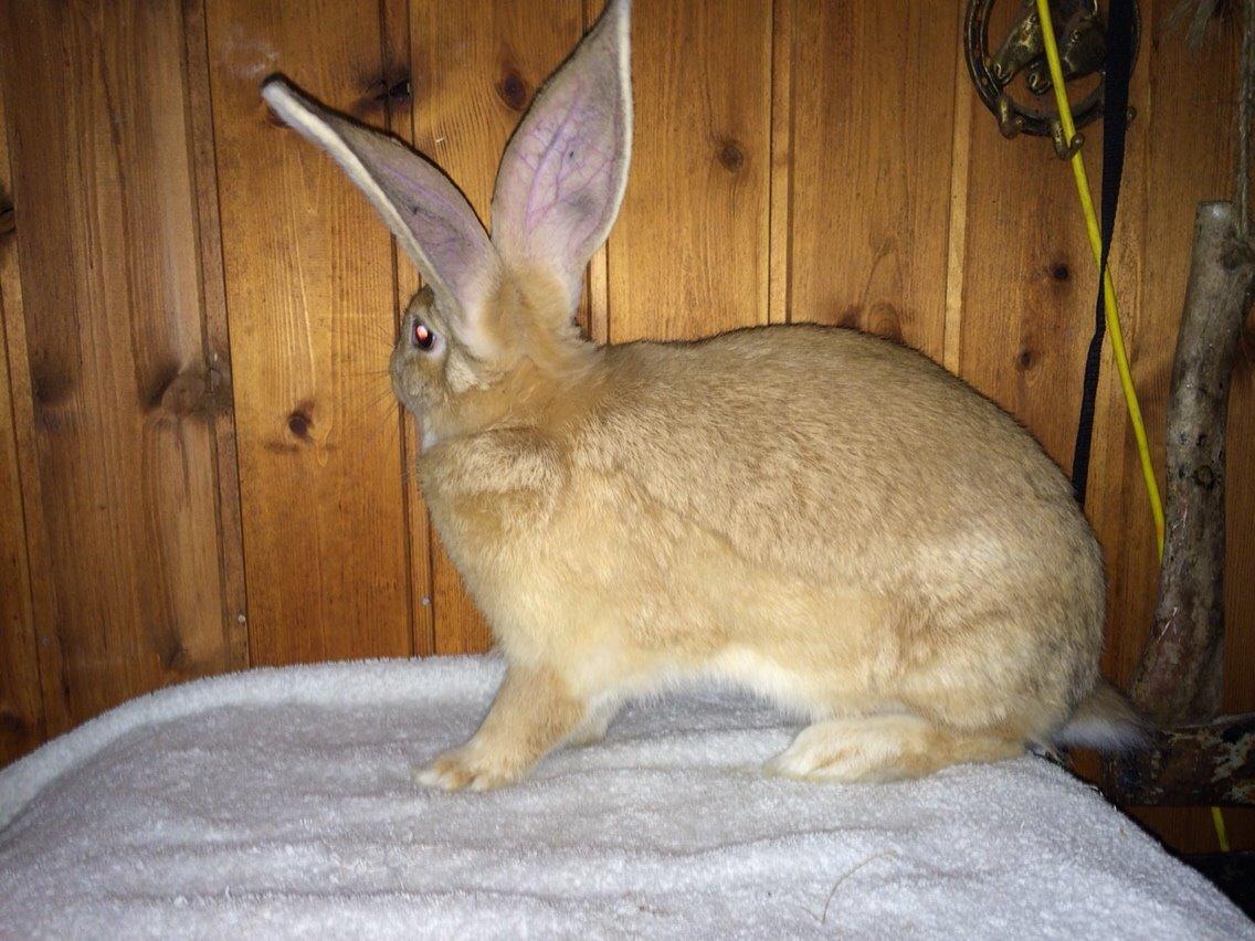 Kanin Stald Jordbro's Wilma Flidendstone billede 6